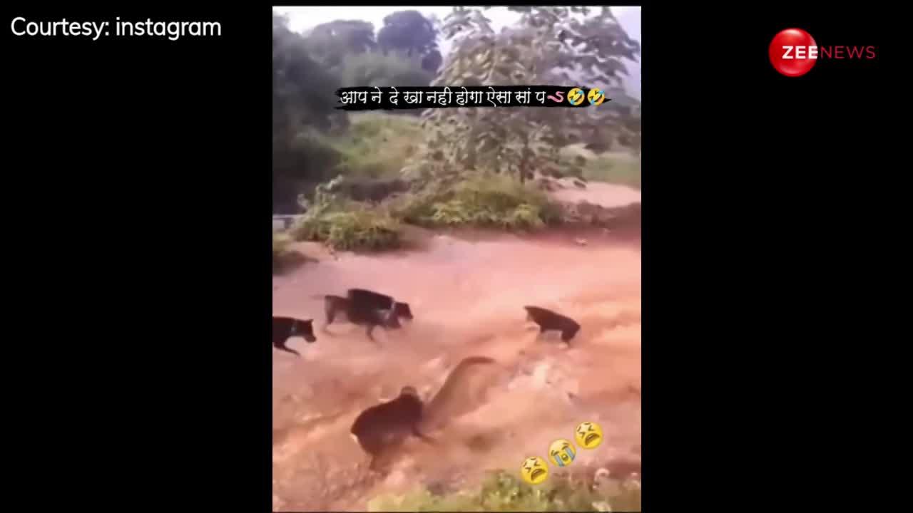 भारत में पहली बार दिखा 30 फुट का सांप! कुंत्तों ने घेरकर की गलती, अब वायरल हुआ वीडियो