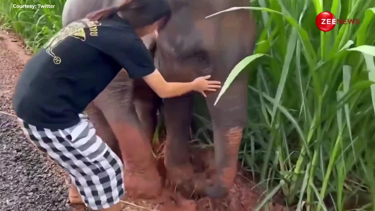 Viral Video: हाथी के बच्चे को मिट्टी से निकालने के लिए महिला ने अकेले लगा दी जी-जान, फिर बेबी ने ऐसे बोला थैंक्यू