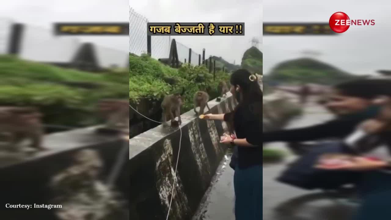 गजब बेज्जती है यार...बंदरों को बिस्किट खिलाने लगी लड़की तो सूंघ कर उसी पर फेंक निकल गए, वायरल हुआ वीडियो