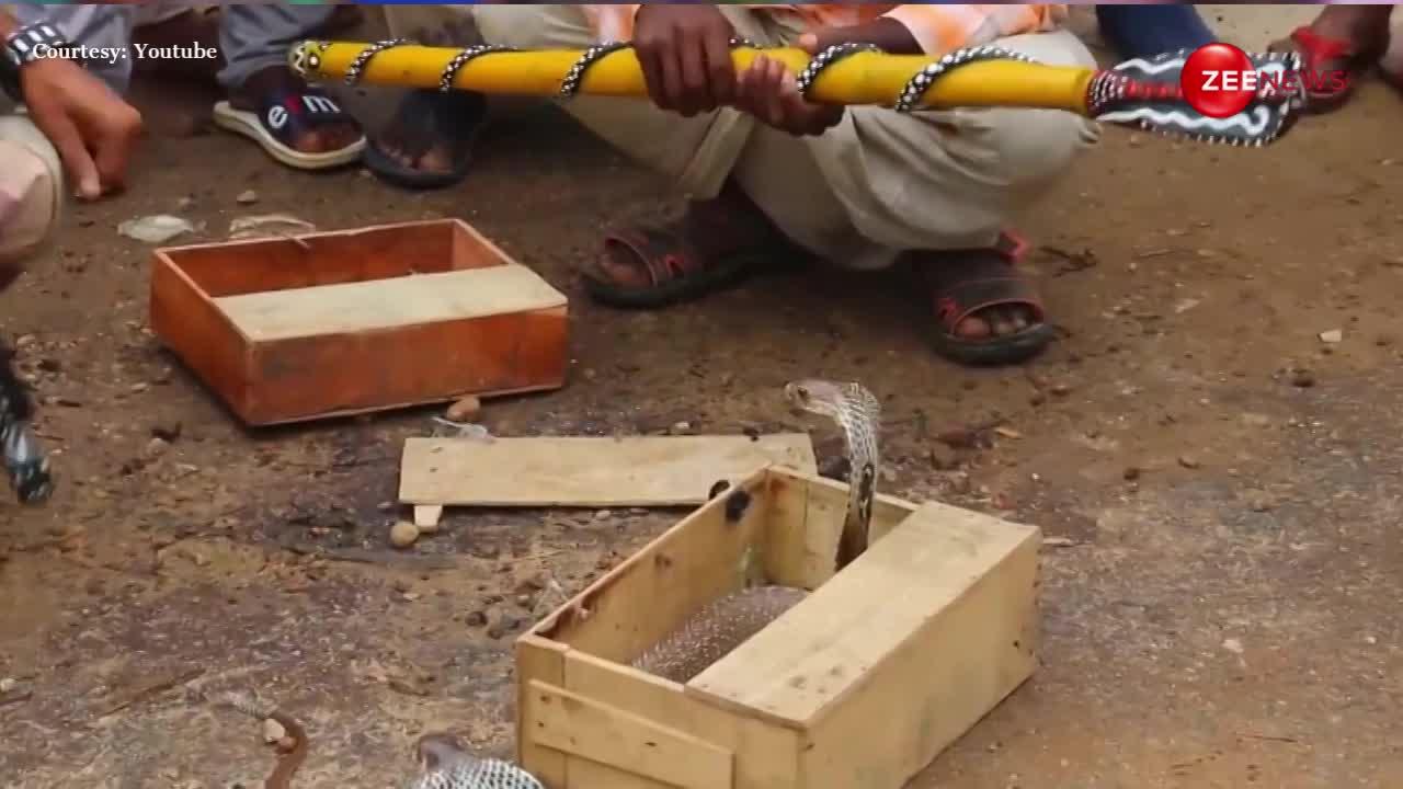 पिटारों से नहीं लकड़ी के डिब्बों से निकले 15 फिट के 2 कोबरा, वीडियो देखकर आपकी भी सिट्टी पिट्टी हो जाएगी गुल