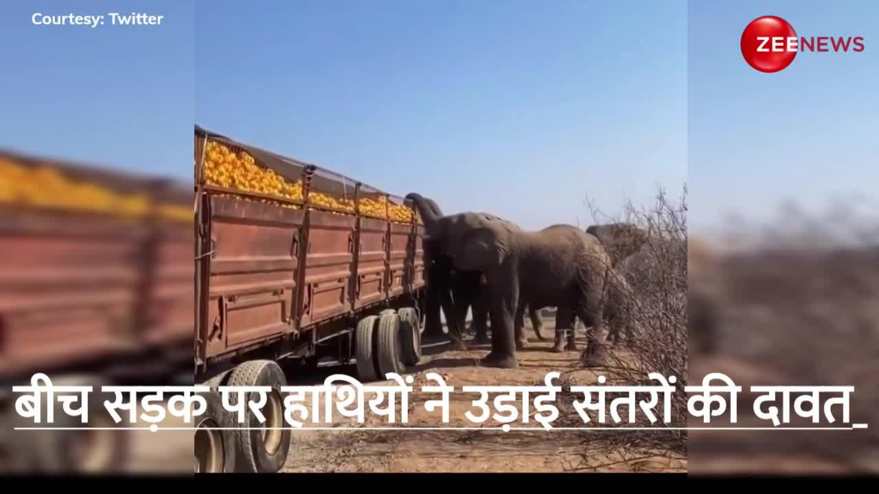 बीच सड़क पर खराब हुआ संतरों का ट्रक तो हाथियों ने मौका देख उड़ाई जमकर दावत, वायरल हुआ वीडियो
