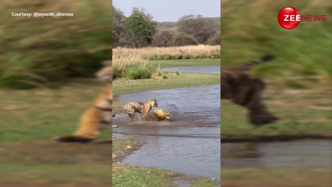 छोटे से कछुए को जान से मारने के लिए Tiger ने लगा दी पूरी ताकत, पानी में छलांग लगाकर मुंह से दबोचा फिर उतारा मौत के घाट;Viral