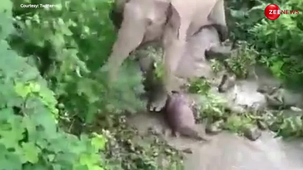 Baby Elephant dead: बच्चे को मरा हुआ देख हथिनी हुई आपे से बाहर, वीडियो देख लोग हुए भावुक