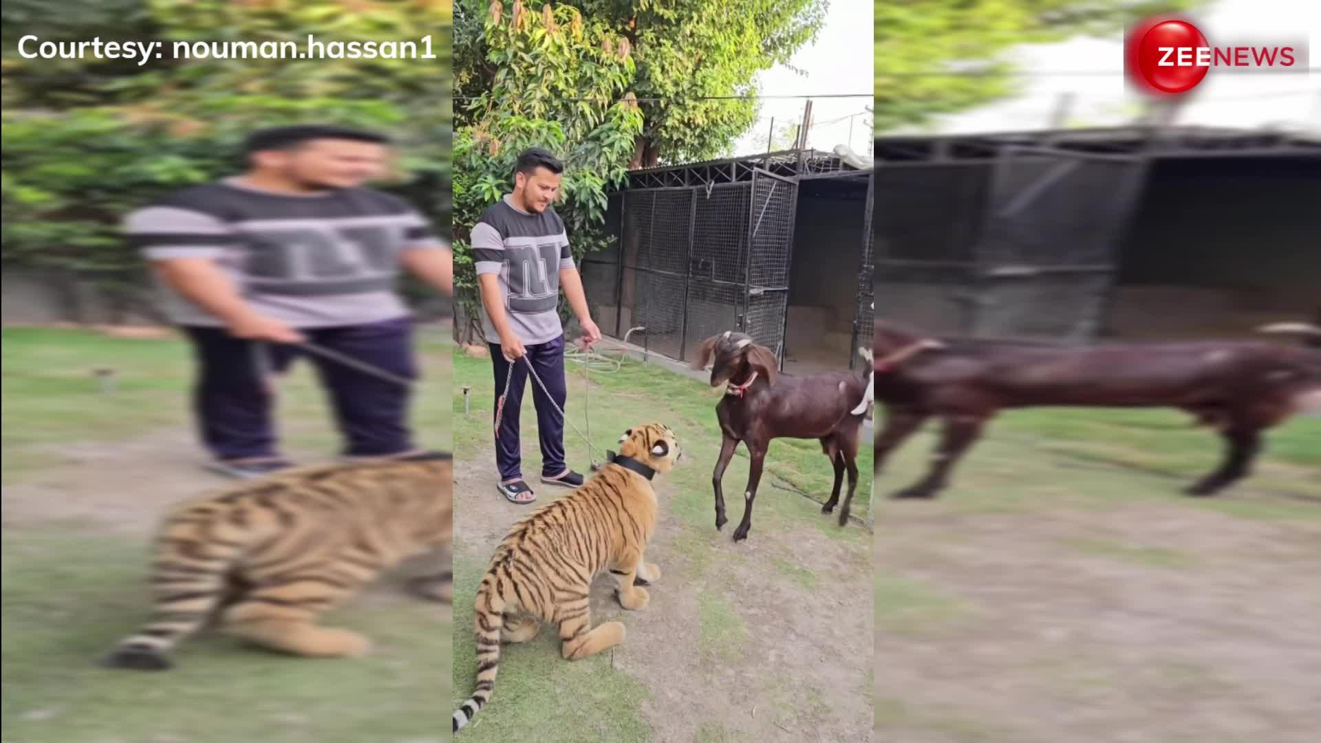 VIDEO: जब आमने सामने हुए बाघ और बकरी, फिर जो हुआ देखकर आप भी हो जाएंगे हैरान