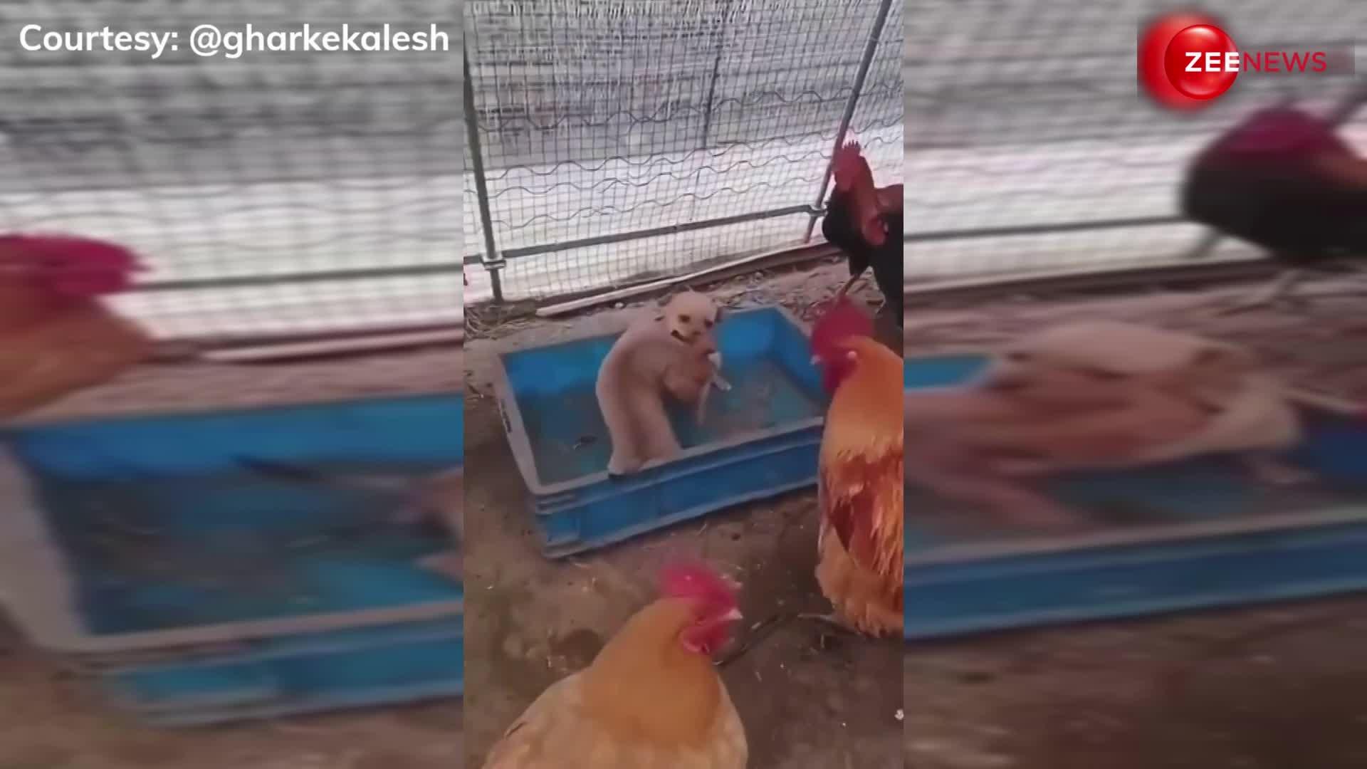 अरे कोई तो रोको! दो puppies के बीच हुई भयंकर लड़ाई, मजे से देखती रहीं मुर्गियां, जमकर वायरल हो रहा Video