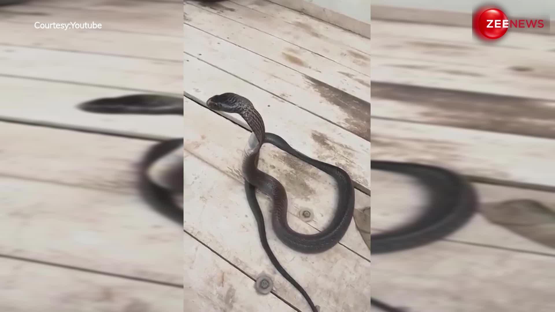 King Cobra: खड़े-खड़े किंग कोबरा ने ली झपकी, यूट्यूब पर छाई वीडियो