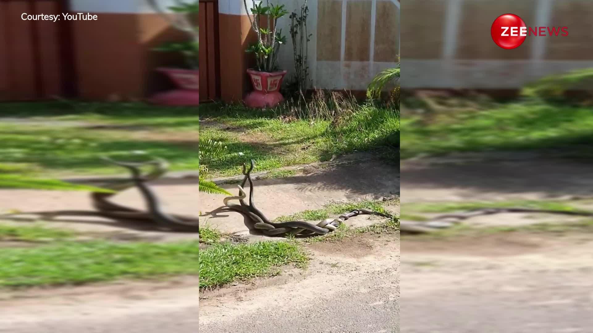 नाग-नागिन के रोमांस के बीच आ गया जहरीला किंग कोबरा, देखें रंग में भंग डालने का ये वीडियो