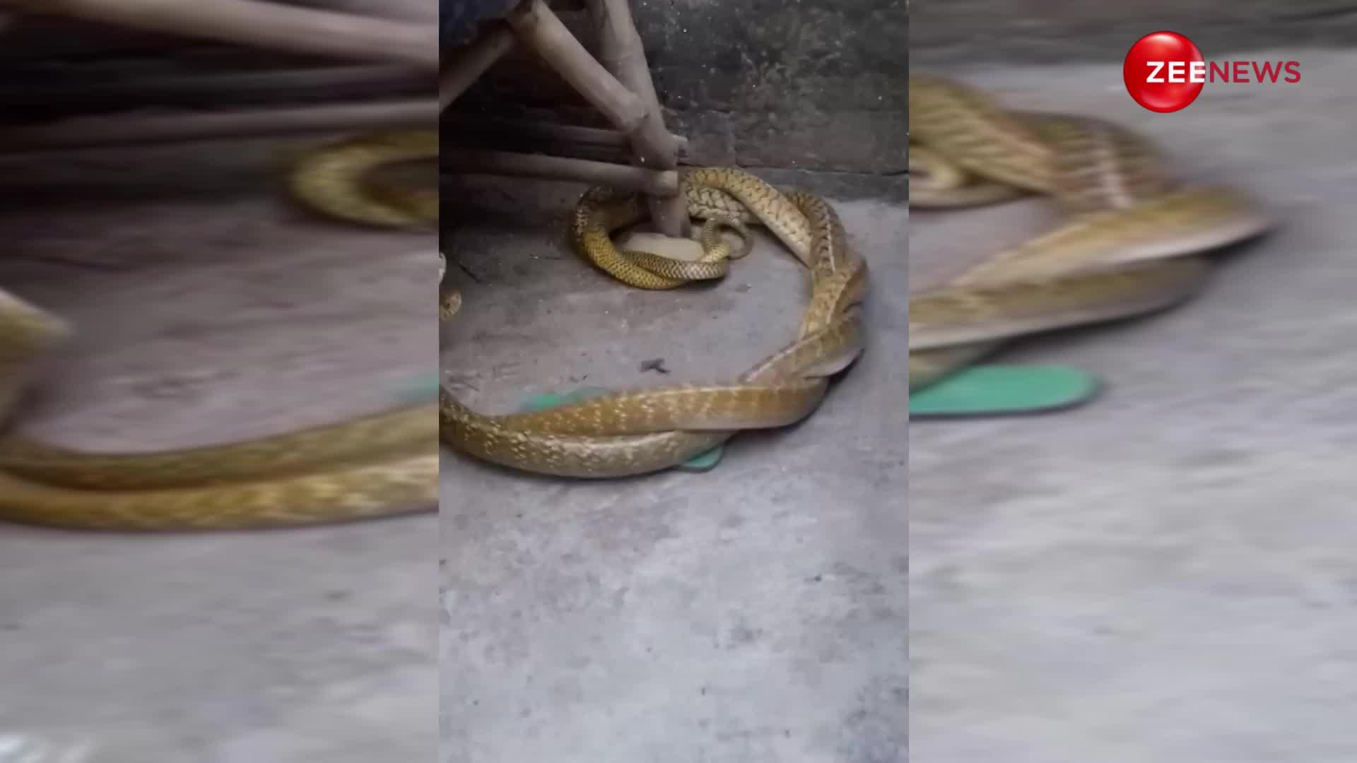 20 फुट के किंग कोबरा ने गांव के घर में किया नागिन संग रोमांस, खूब चली दोनों की रासलीला