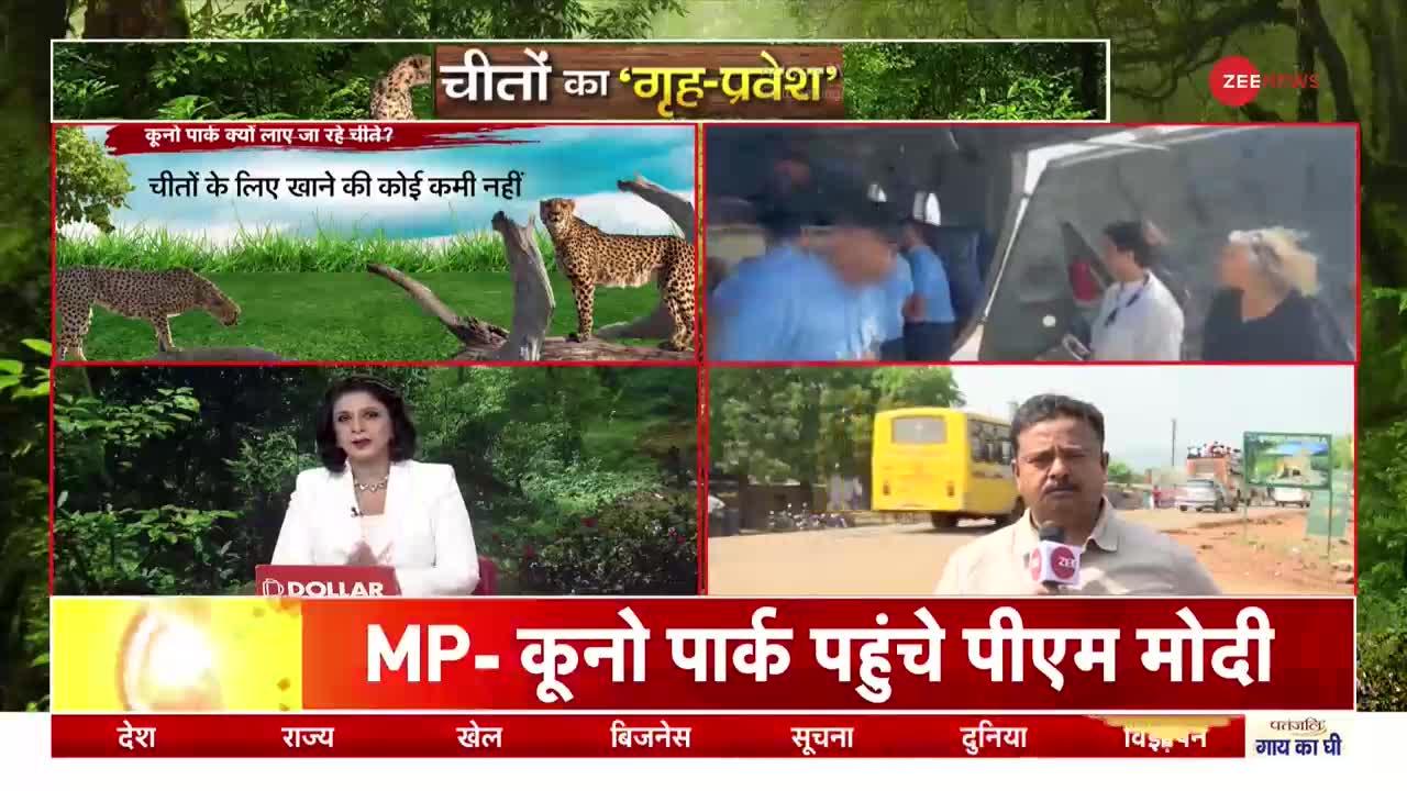 MP Cheetah Live Update: मध्य प्रदेश में चीते का आगमन!