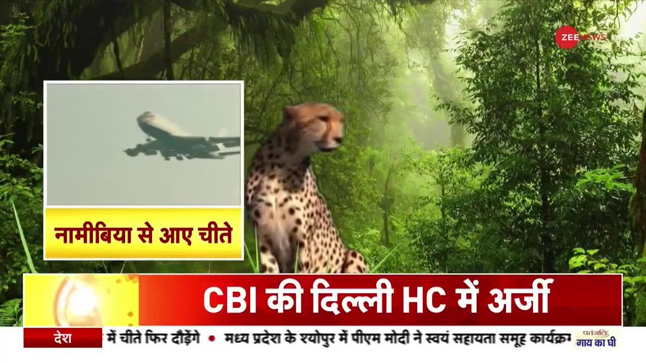 Cheetah Is Back In India : 5 साल बाद और चीतों को लाया जाएगा भारत