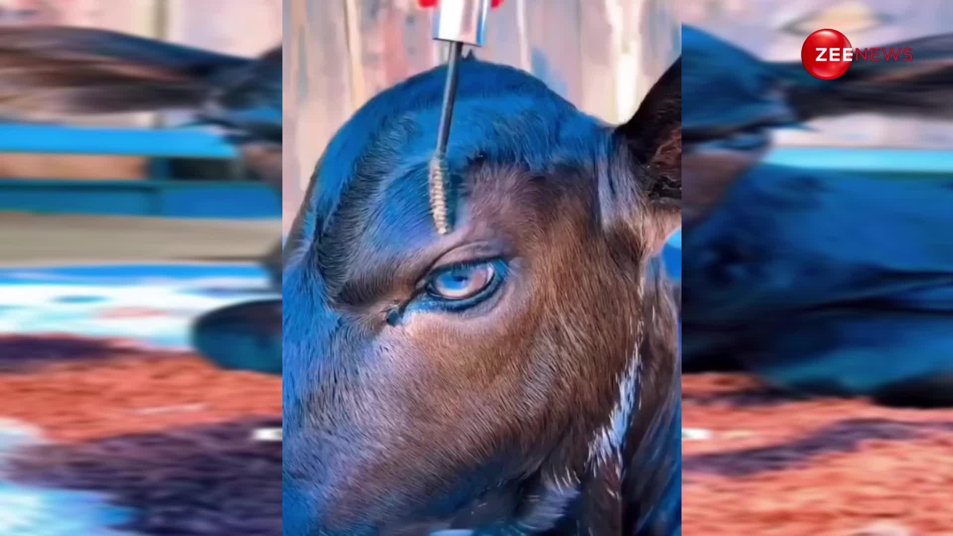 नेल पेंट लगाकर और बाल बनाकर फैशन क्वीन बनी गाय, वीडियो देख शॉकड रह गए यूजर्स