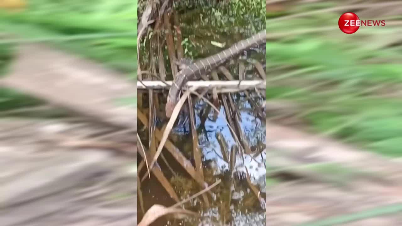 भारत में फिर एक बार नदी किनारे दिखा 22 फुट लंबा कोबरा सांप, साइज देख उड़ जाएगी सारी नींद