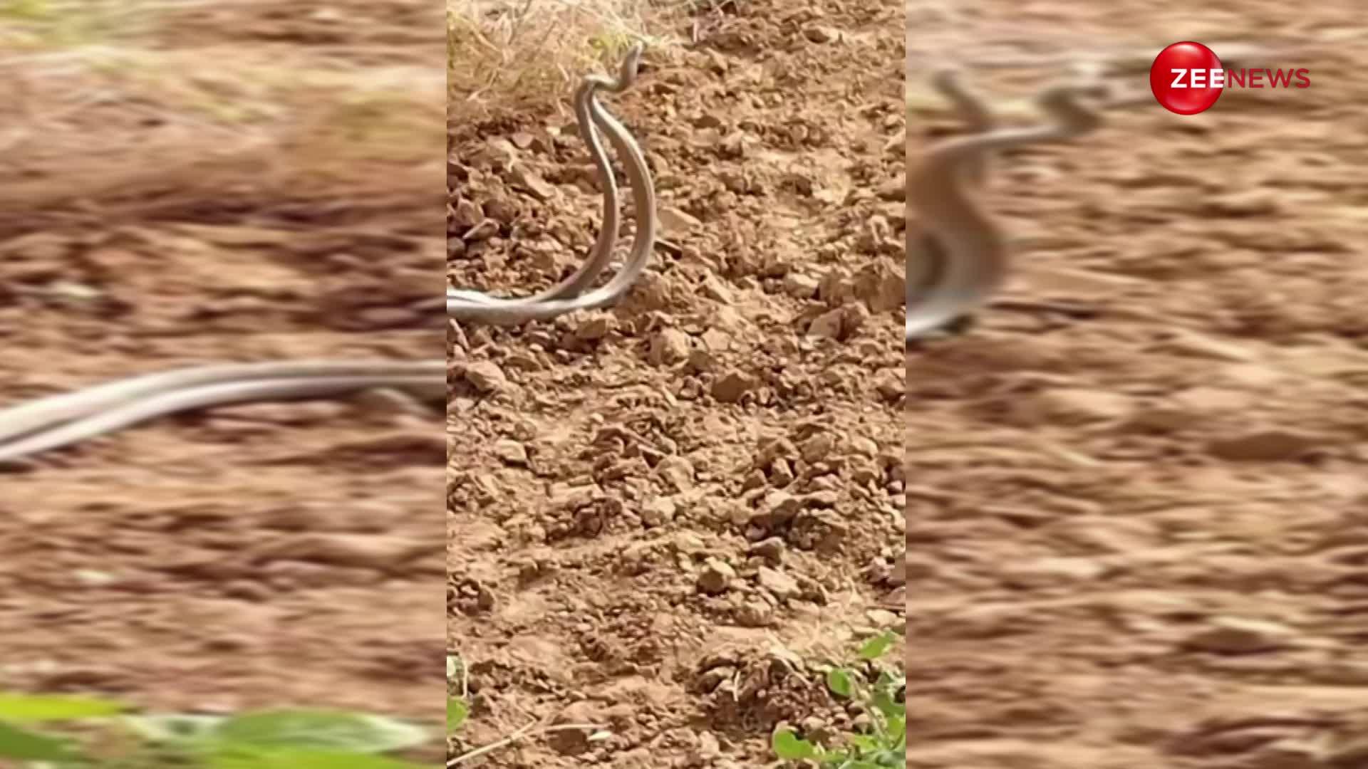 किसान के खेत से जाते ही एक दूसरे से चिपक-चिपककर रोमांस करने लगे नाग-नागिन, सोशल मीडिया पर खूब देख जा रहा है ये वीडियो