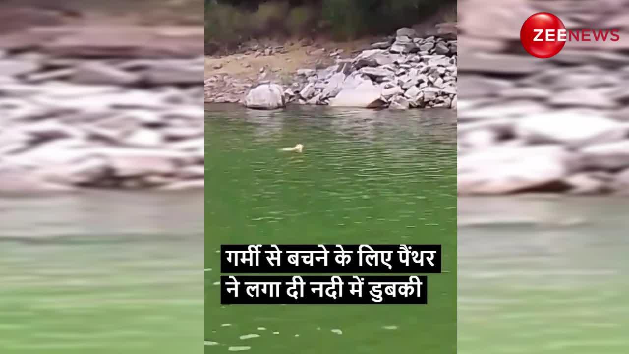 गर्मी से बचने के लिए पैंथर ने लगा दी नदी में डुबकी, वायरल हुआ वीडियो