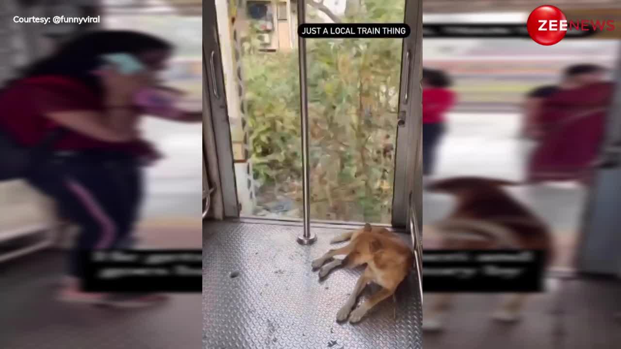 Mumbai Local Train Viral Video: मुंबई लोकल ट्रेन में एक ही समय पर रोज ट्रैवल करता है ये स्ट्रीट डॉग.. लेता है पूरे सफर का मजा