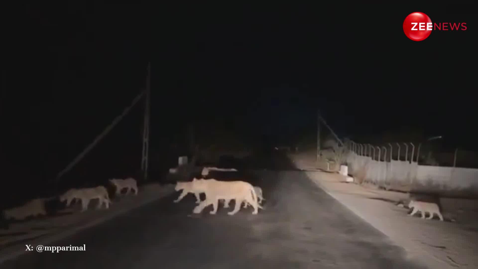 अंधेरी रात में सड़क पार करते दिखे 14 शेरों का वीडियो वायरल, दुर्लभ नजारा देख दंग रह जाएंगे