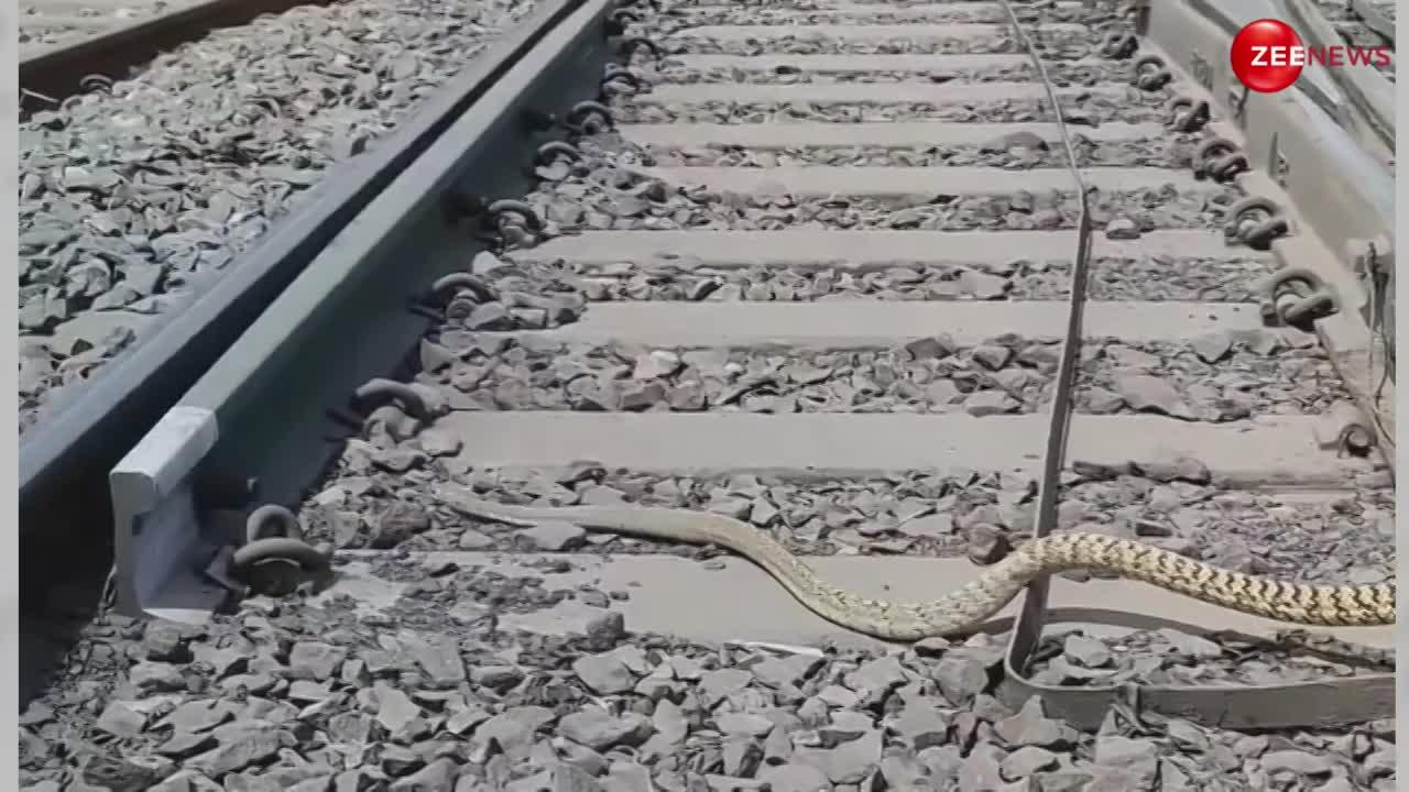 रेल की पटरी पर पर दौड़ा-दौड़ा फिरा किंग कोबरा, नाग का ये वीडियो देख उड़ जाएंगे आपके होश