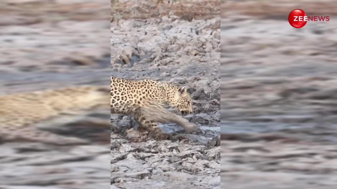 VIDEO: शिकार कर रहा था चीता, तभी एक विशालकाय जानवर ने दे दिया सरप्राइज फिर...