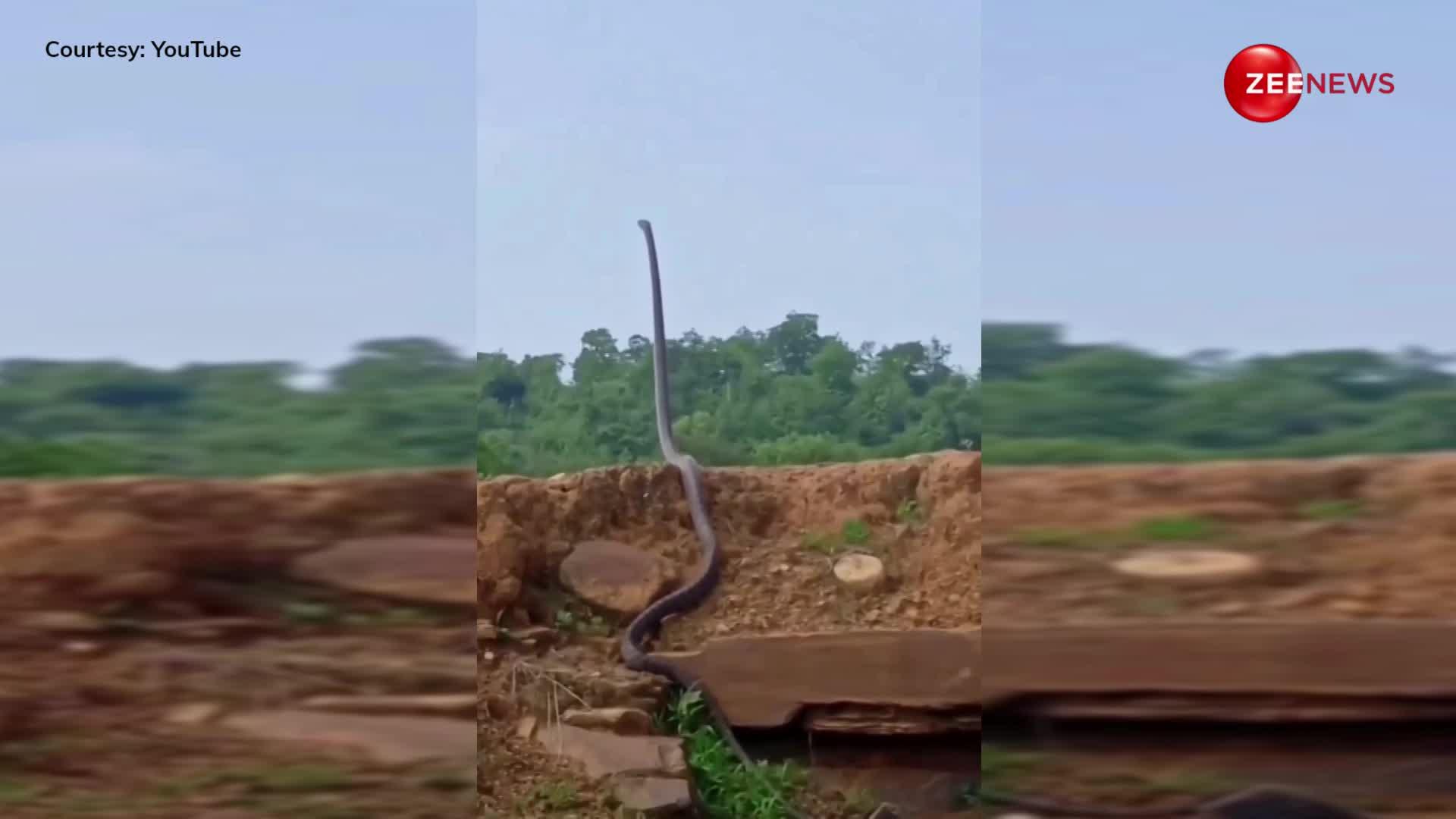 नागिन के इंतजार में सूख गया नाग, हवा में पूरा खड़ा होकर 15 फुट के किंग कोबरा ने किया इंतजार