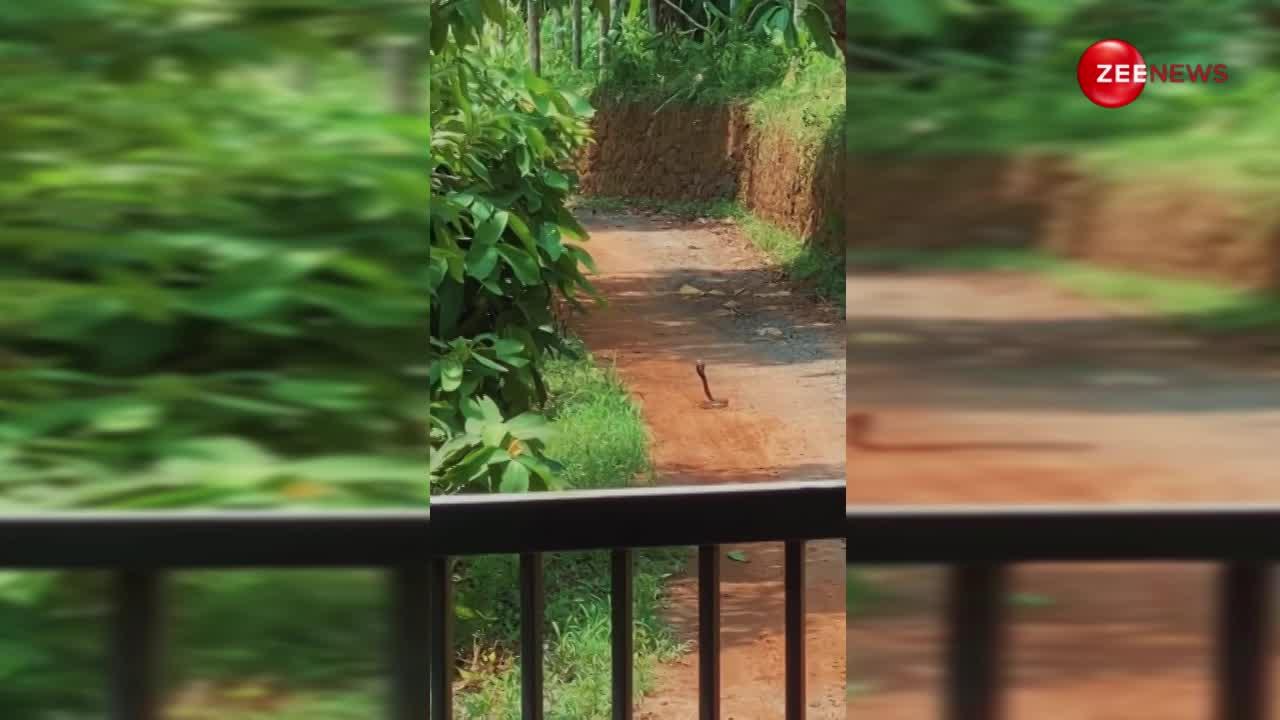 रास्ता जाम करके घंटों तक सड़क के बीचों-बीच बैठा रहा किंग कोबरा, फिर जो हुआ देख उड़ जाएगी नींद