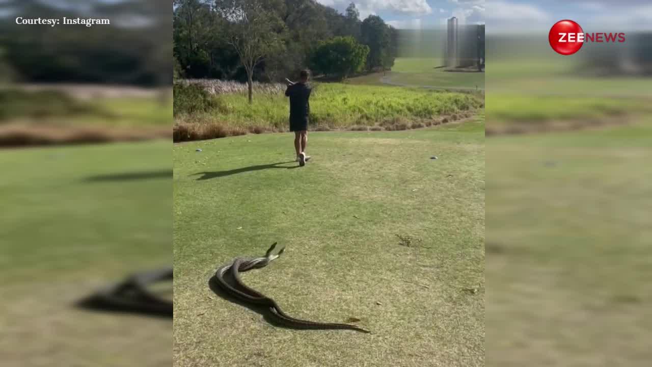 गोल्फ खेलते हुए शख्स के पीछे नाचते दिखे दो नाग-नागिन, जमकर वायरल हो रहा है ऑस्ट्रेलिया का ये वीडियो