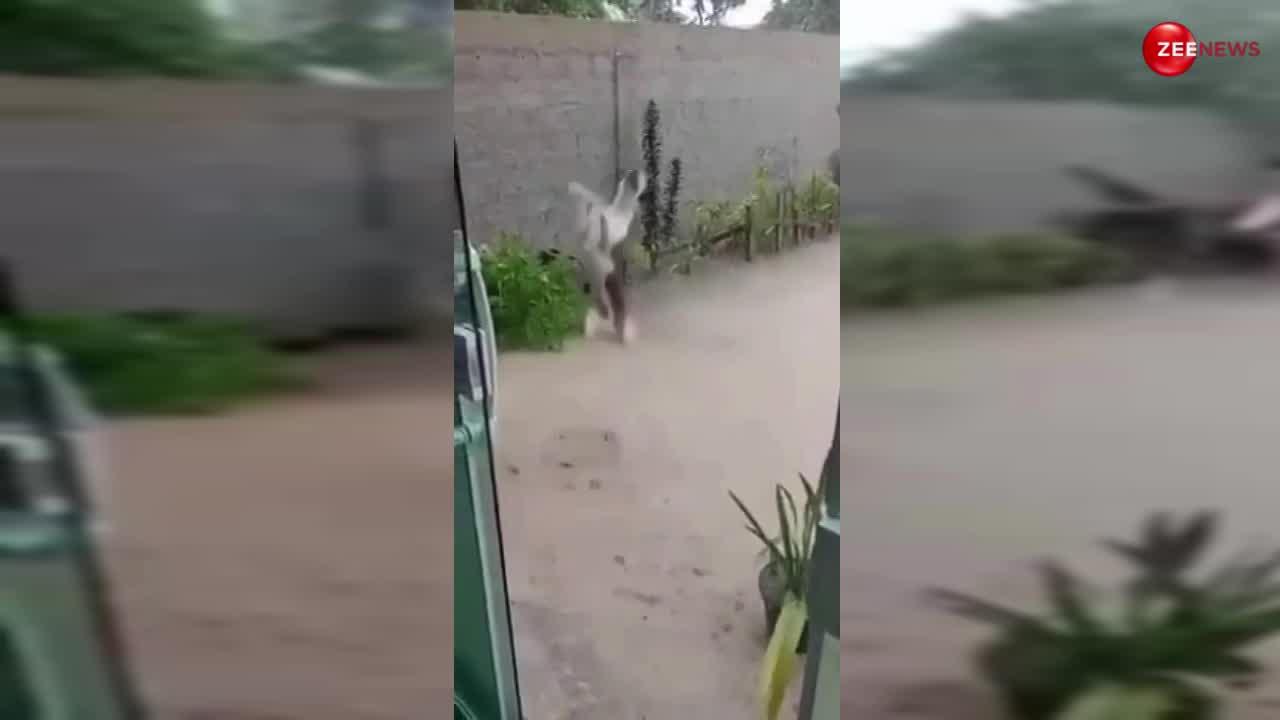 बरसो रे मेघा-मेघा! भयंकर गर्मी के बाद तेज बारिश आई तो खुशी से झूमा कुत्ता, उछल-उछल कर बरसात में कर डाला क्यूट डांस