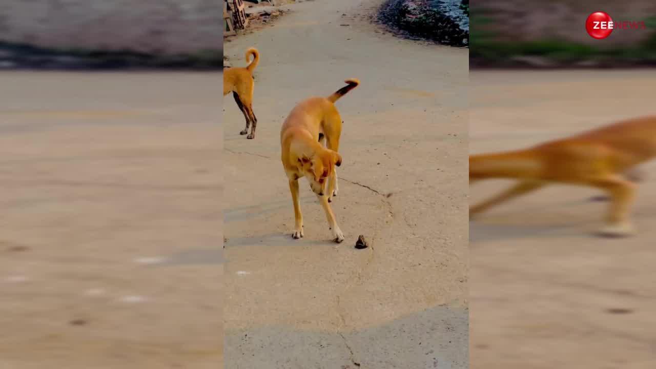 Dog Frog Video: कुत्ते ने की मेढ़क से दोस्ती! फिर बीच सड़क आवारा लड़कों की तरह दोनों ने की ऐसी हरकत, वायरल हुआ वीडियो
