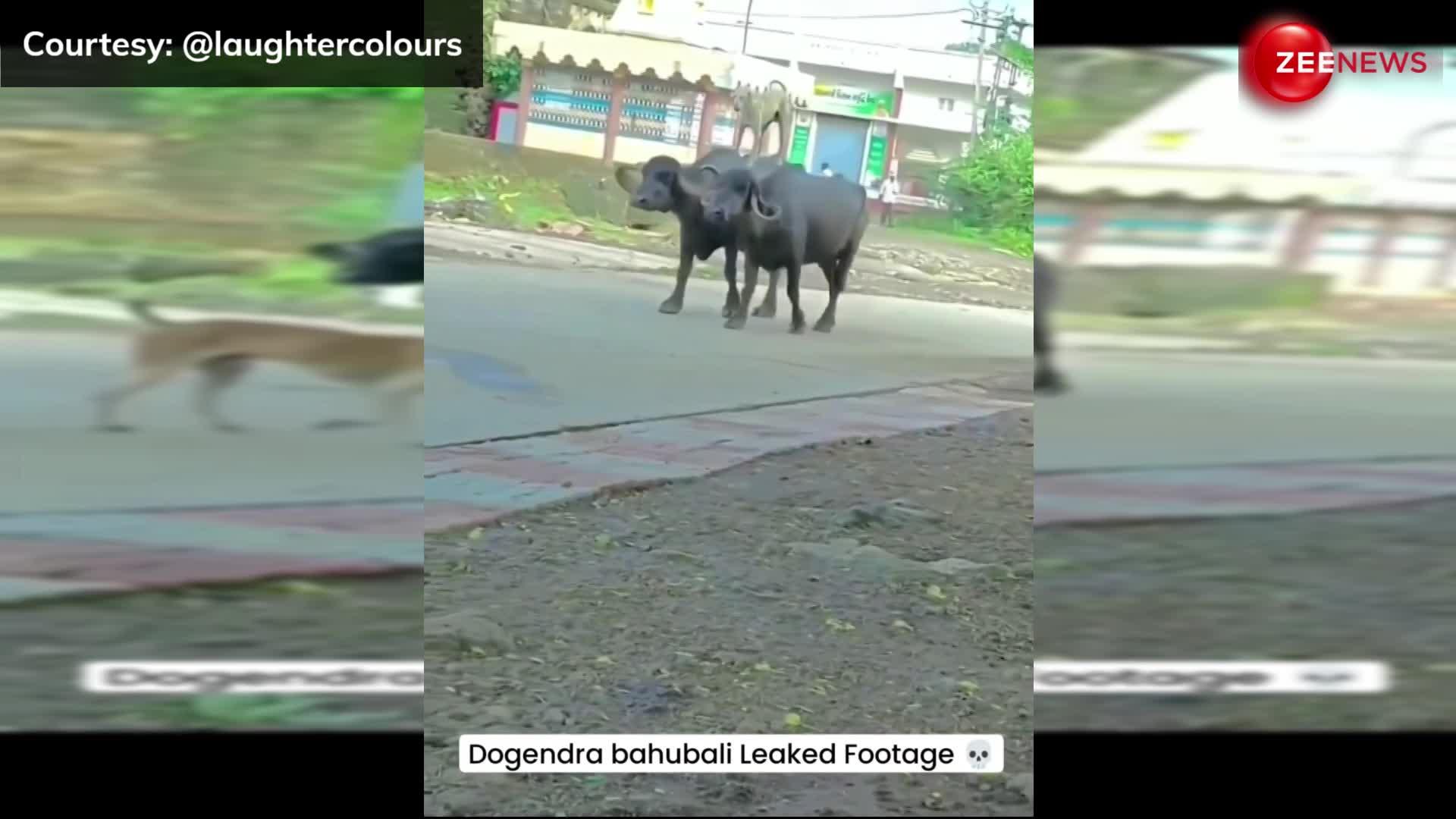 डॉगी का रॉयल अंदाज! दो भैंसो की सवारी करता दिखा कुत्ता, Video देख लोग बोले "डोगेन्द्र बाहुबली!"