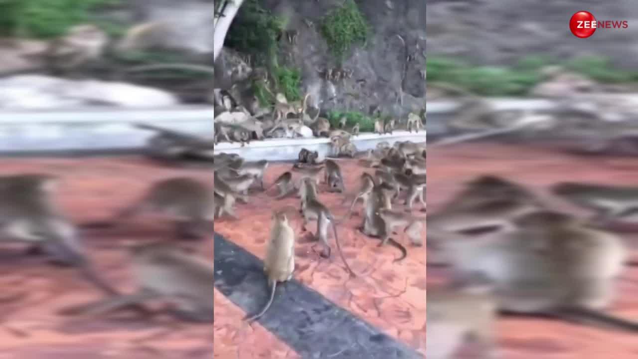 अजगर ने बंदर को खाने के लिए दबौचा तो आ खड़ी हुई पूरी बंदर सेना, वीडियो में यूनिटी देख इंटरनेट पर हुई वाहवाही!