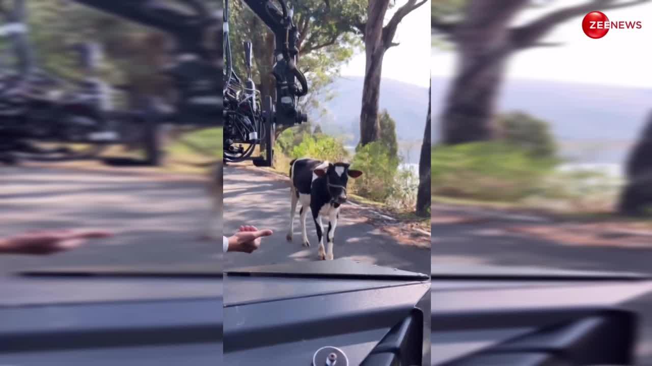 कैमरे को देखते ही गाय ने की Malaika Arora स्टाइल वॉक, मटक-मटक कर ऐसे चली कैटरीना भी हो गई फेल