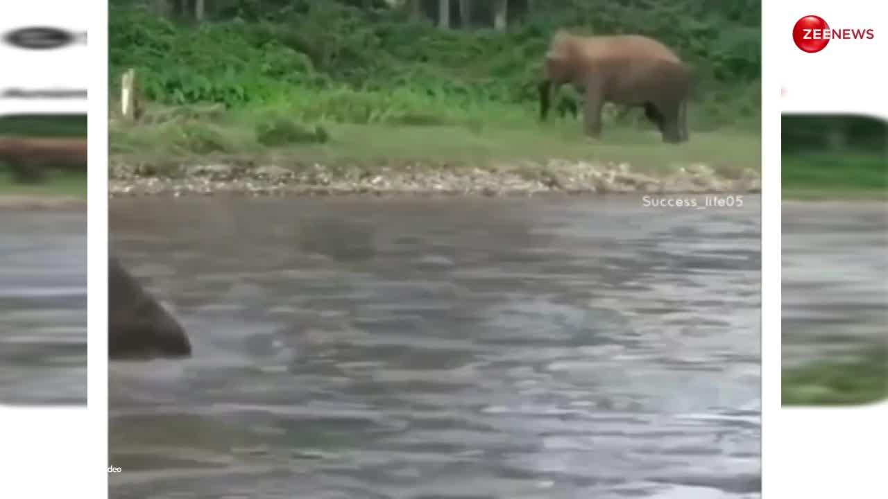 Elephant Video: नदी में बहता हुआ जा रहा था युवक, भागकर हाथी ने बचाई ऐसे जान, शॉक्ड रह गए लोग; बोले- इंसानों से ज्यादा वफादार...