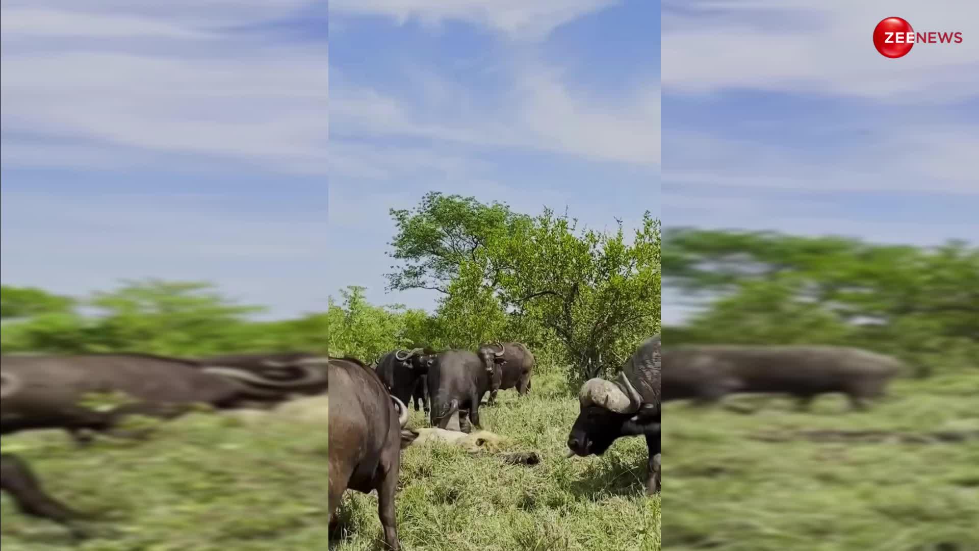 Buffalos kill lion video: भैंसों ने मिलकर बब्बर शेर की बना दी फुटबॉल, उछाला ऐसा आखिर में दुम दबाकर भगा शेर