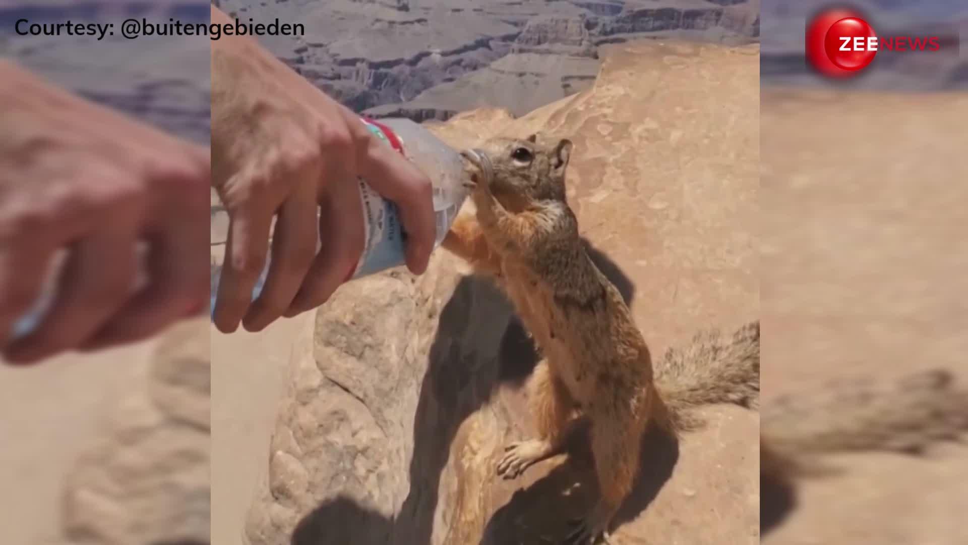 इसे कहते हैं इंसानियत! प्यासी गिलहरी को शख्स ने यूं पिलाया पानी, दिल को छू जाने वाला वीडियो वायरल