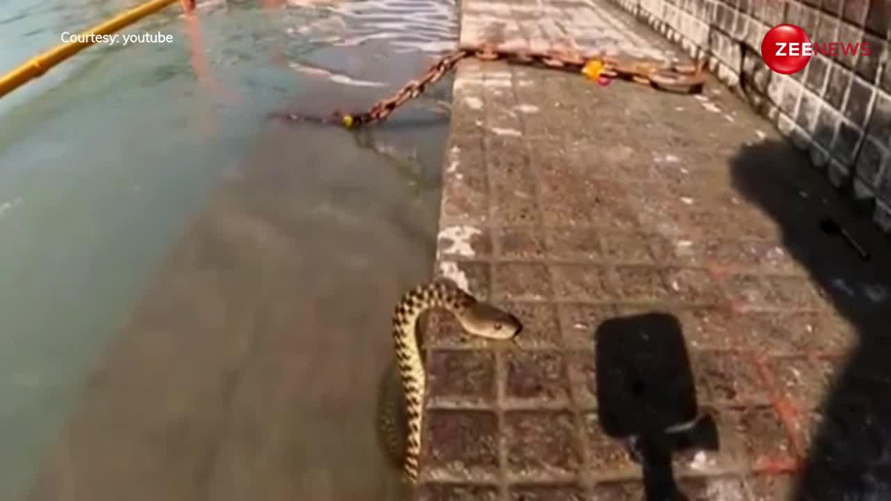 गंगा नदी किनारे King Cobra नागिन ने नहाते हुए लगाई आस्था की डुबकी, पानी में मजे से तैरती आई नजर