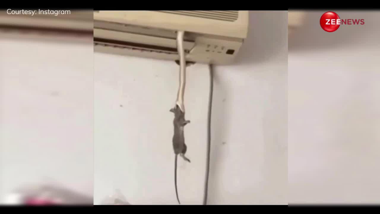 AC से निकला नागराज, नीचे बैठे चूहे को तपाक से पकड़ा और चलता बना सांप, नींद उड़ा देगा ये वायरल वीडियो