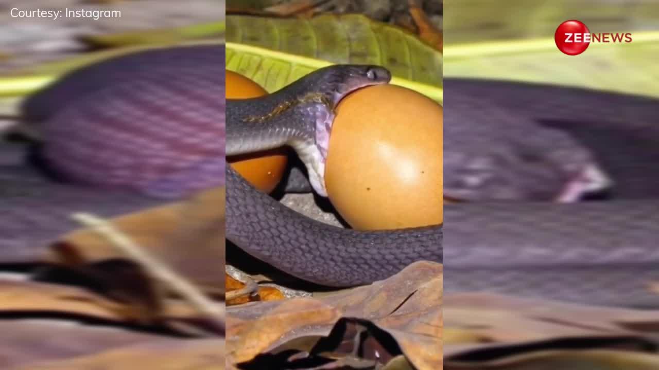 कुछ ही मिनटो में इतने बड़े पक्षी का अंडा निगल गया किंग कोबरा, देखिए फिर क्या हुई बेचारे की हालत