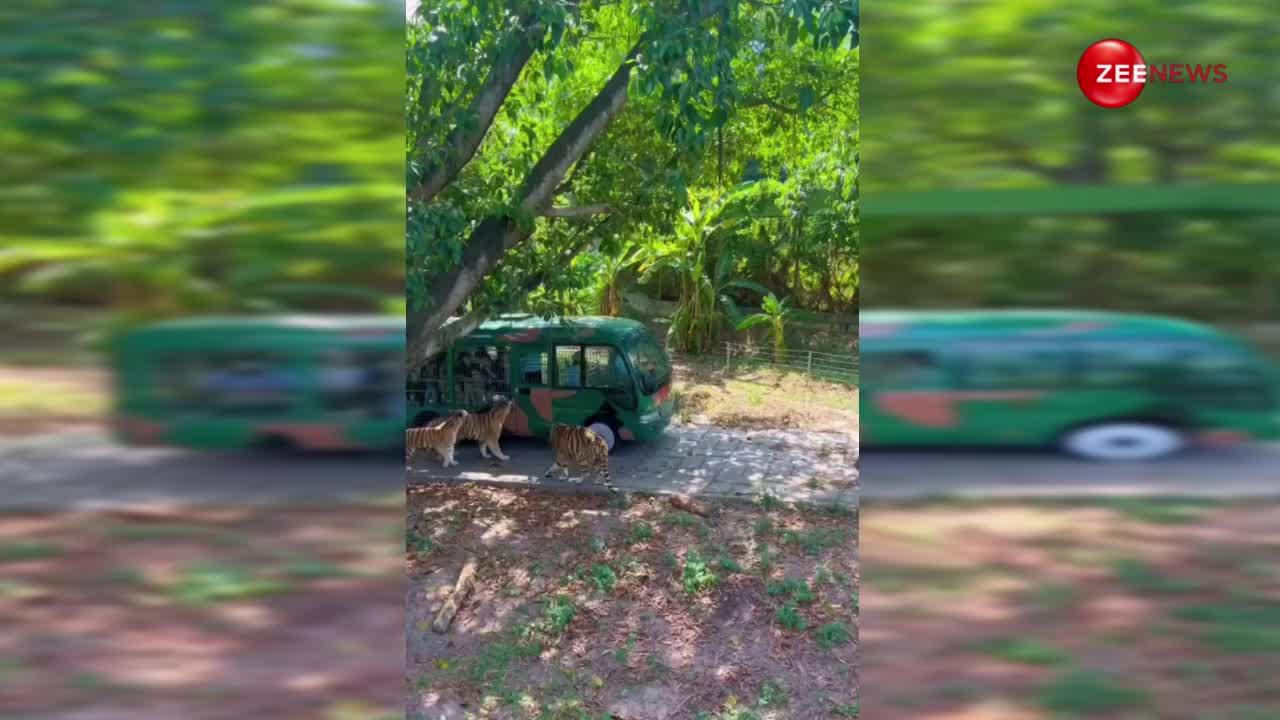 बाघों के झुंड ने Zoo Van पर कर दिया हमला, और फिर... रोंगटे खड़े कर देने वाला वीडियो हुआ वायरल