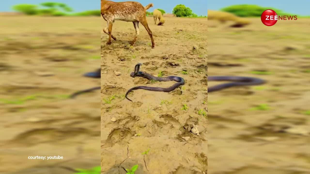 अरे वाह! बकरियों ने की किंग कोबरा की रखवाली, छोटे बच्चे की तरह चारों तरफ देखता रह गया बेचारा