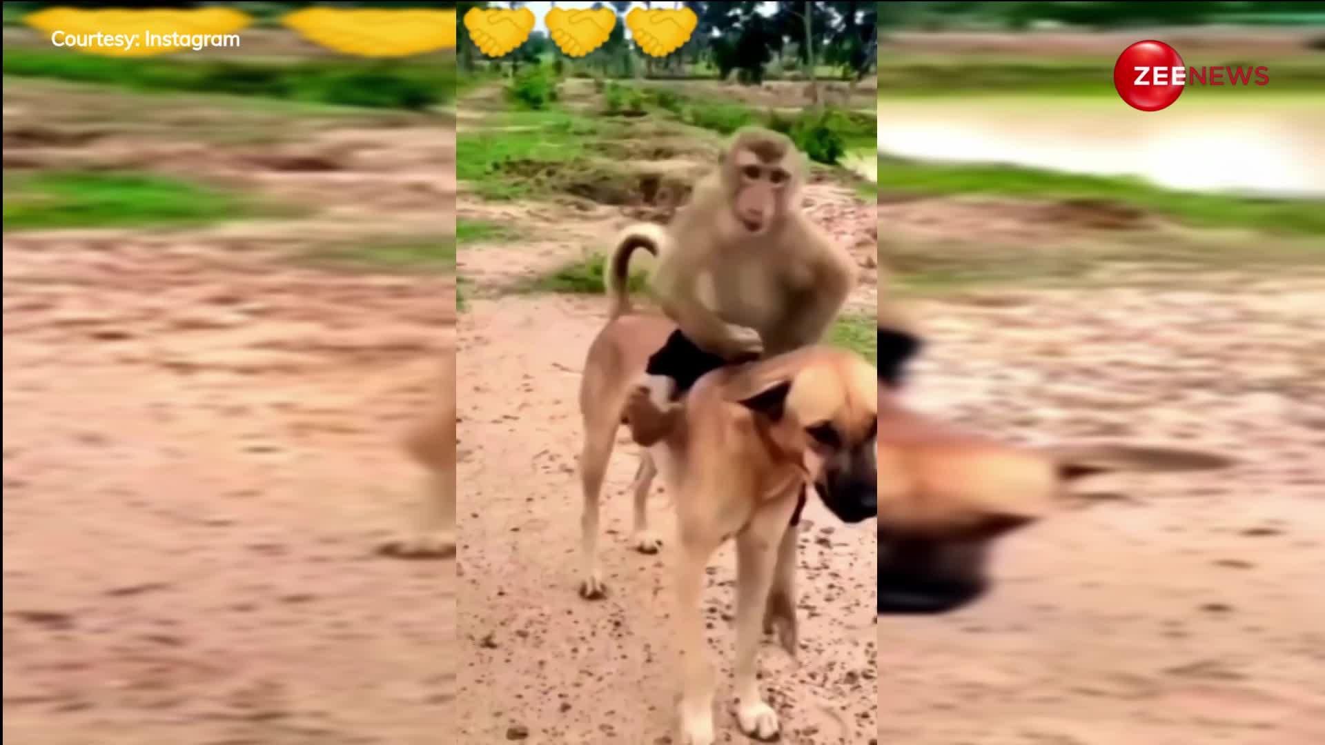 Monkey Video: बंदर ने की कुत्ते की सवारी, मस्ती करते आए नजर