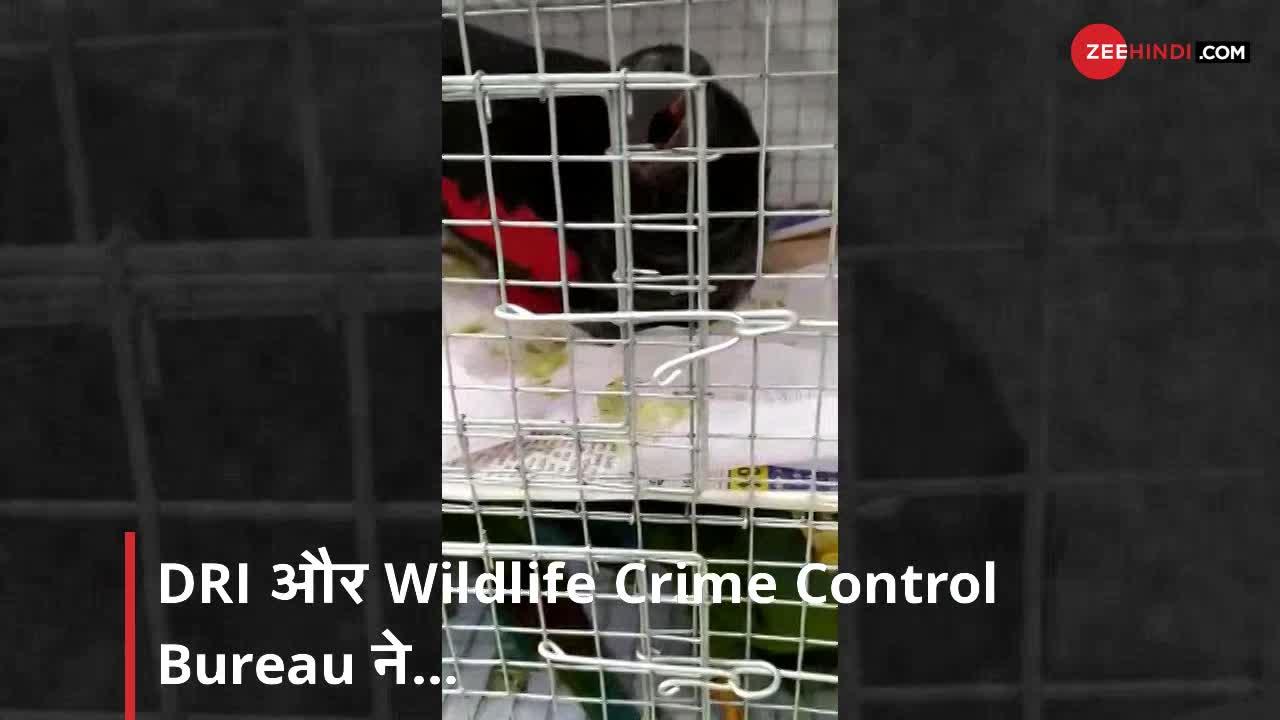 Video : कोलकाता एयरपोर्ट से पकड़े गए 22 विदेशी Macaw Parrots