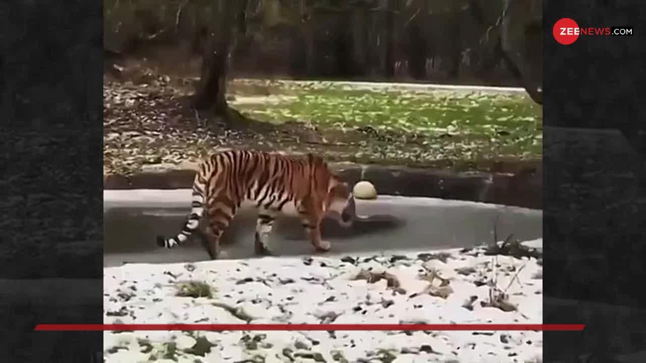 Viral Video: बर्फ पर चल रहे इस शेर को देख आप हंस पड़ेंगे