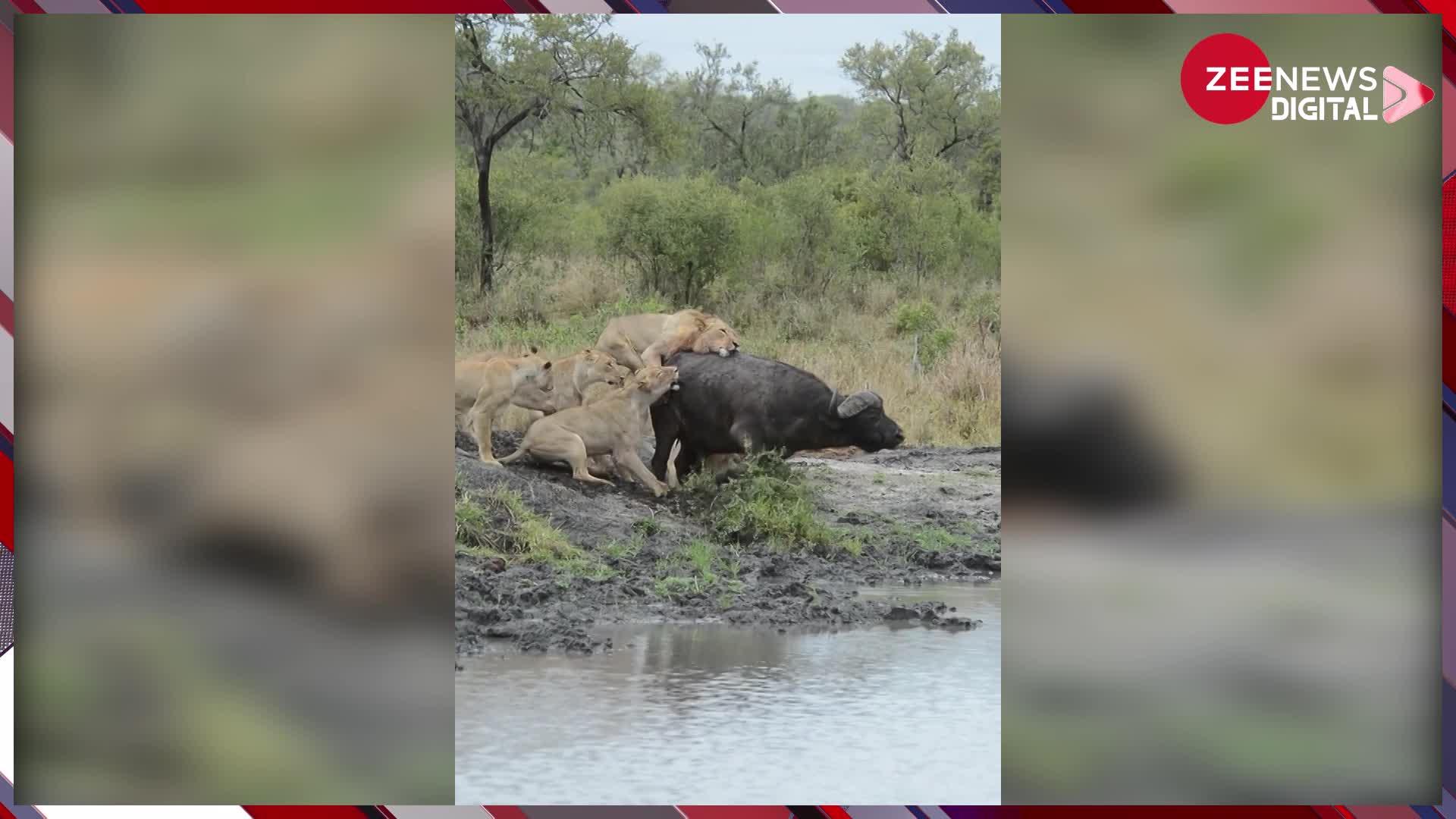 Viral Video: शेरों के झुंड ने पानी पीने आईं भैंस पर बोल दिया हमला, जान बचाने के लिए लड़ती रही लेकिन.....