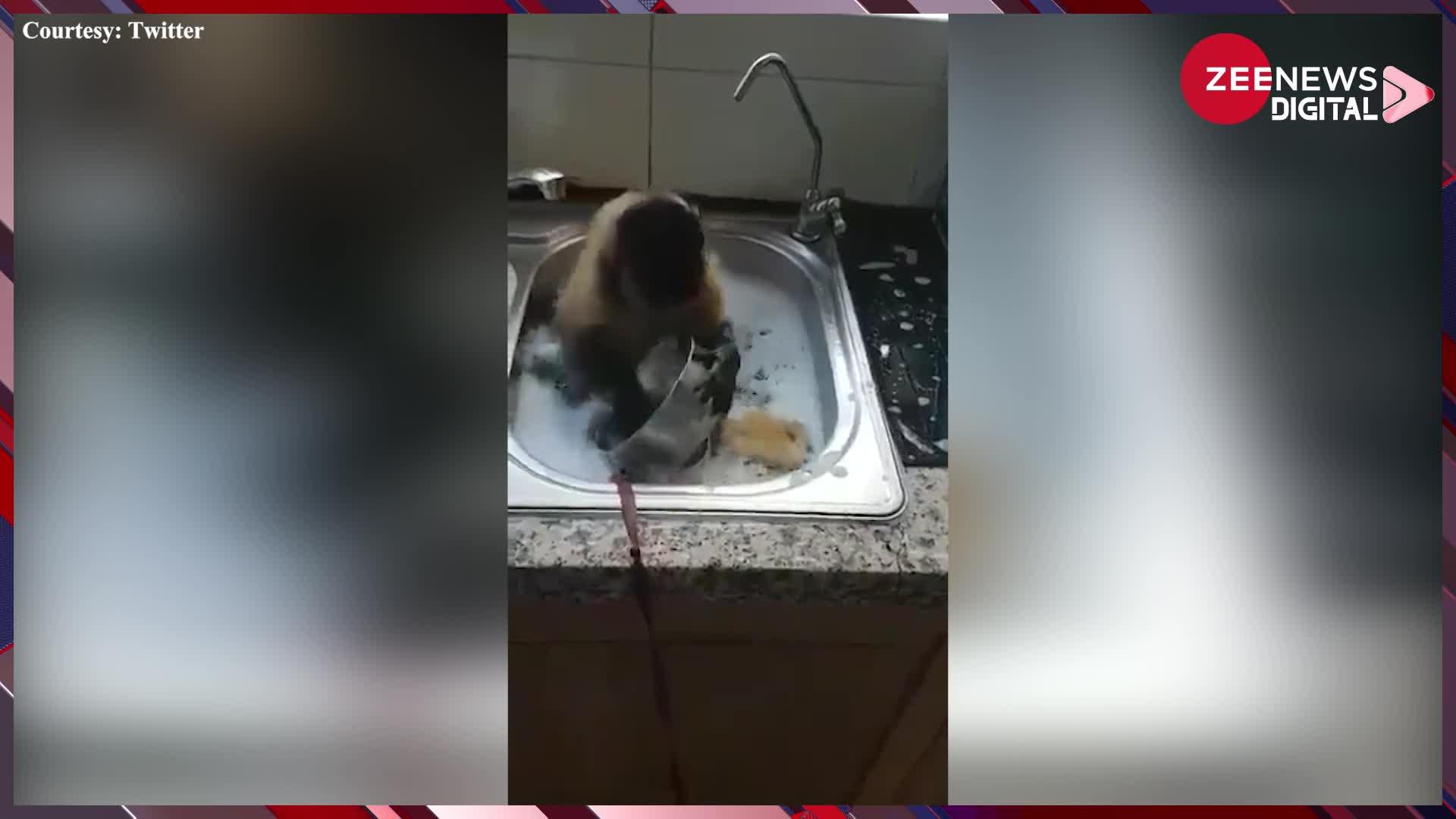 Viral Video: 'बंदर हो तो ऐसा'... रगड़-रगड़ कर ऐसे धोए, मिनटों में चमका दिए घर के सारे बर्तन