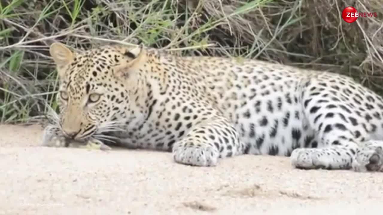 Leopard Bird Video: भोली-भाली चिड़िया ने जान बचाने के लिए दौड़ाया अपना दिमाग, तेंदुए के सामने की ऐसी एक्टिंग, देख चकराया शिकारी का सिर
