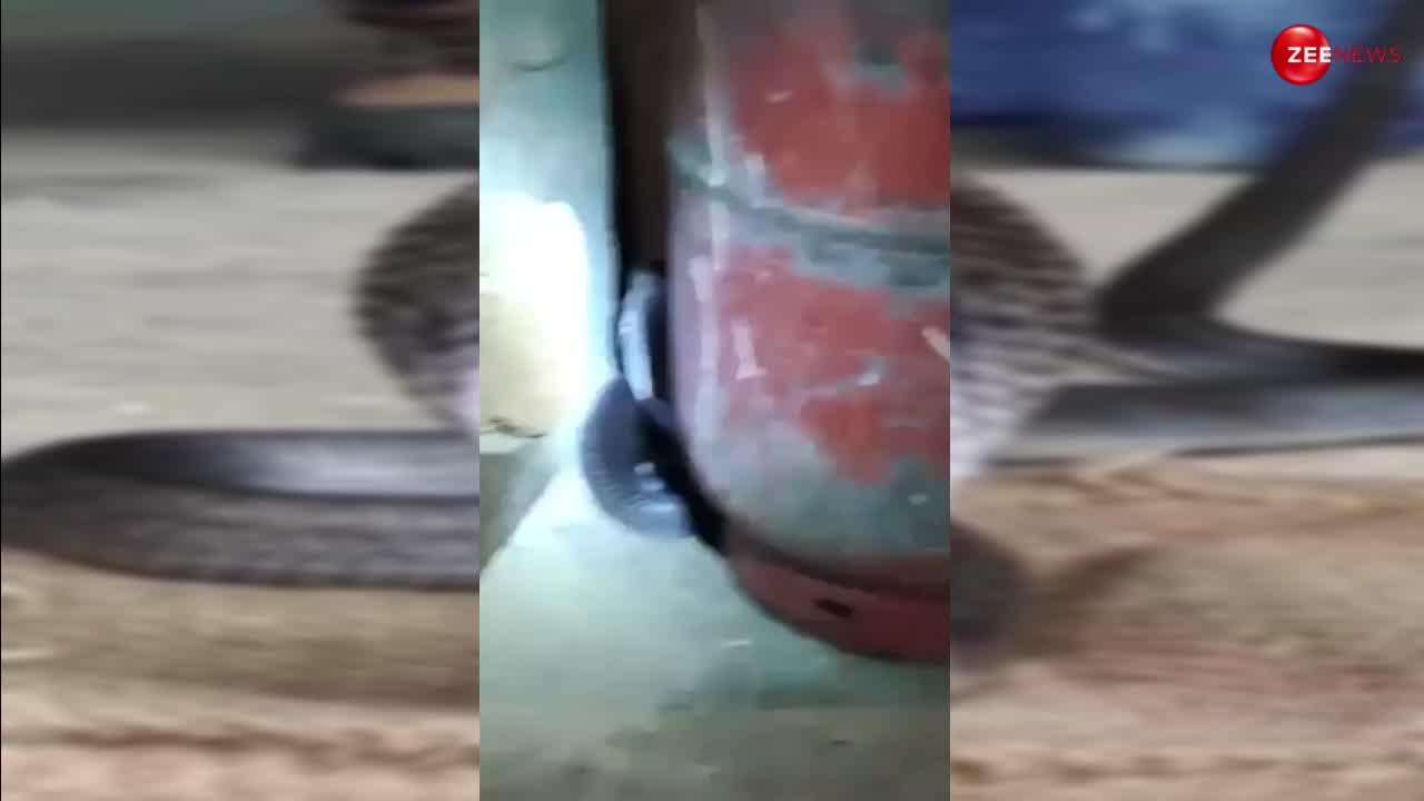 गैस की टंकी के पीछे छिपा बैठा था नाजा नाजा अक्का भारतीय किंग कोबरा, पकड़ने पहुंचा शख्स तो छटपटाकर फैला लिया फन