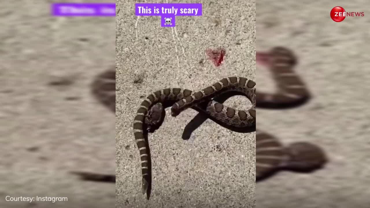 Snake Viral Video: धड़ से अलग हुआ सांप का सिर फिर भी बची जान तो खुद ही अपने शरीर में गड़ाए जहरीले दांत, वीडियो वायरल