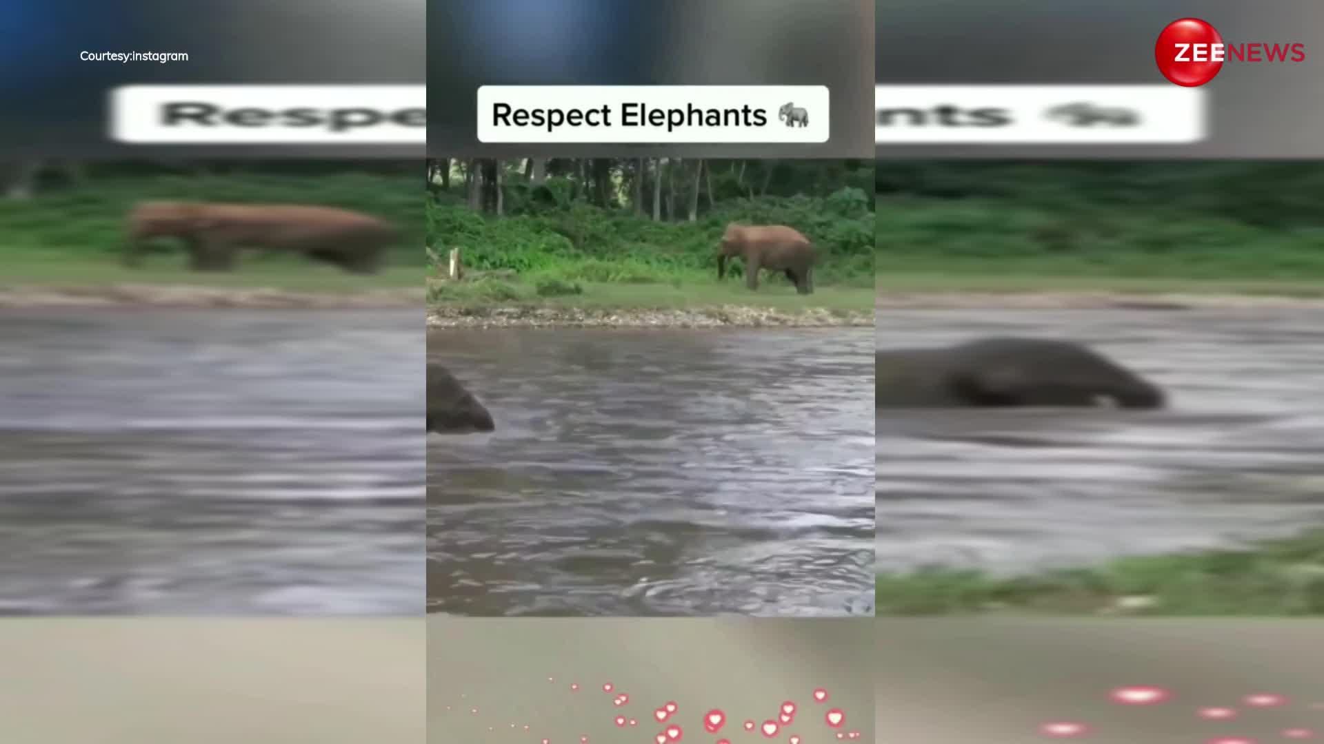 हाथी बना डूबते हुए आदमी का पक्का साथी,  पानी में बहते हुए लड़के को बचाने के लिए दांव पर लगाई अपनी जान