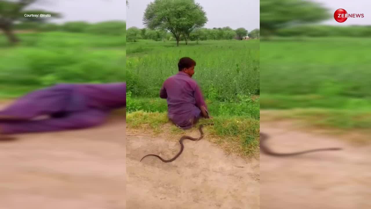 King Cobra: खेत में अचानक उछल पड़ा युवक, तो डर गया बेचारा कोबरा, पास बैठी नागिन देखती रही नजारा