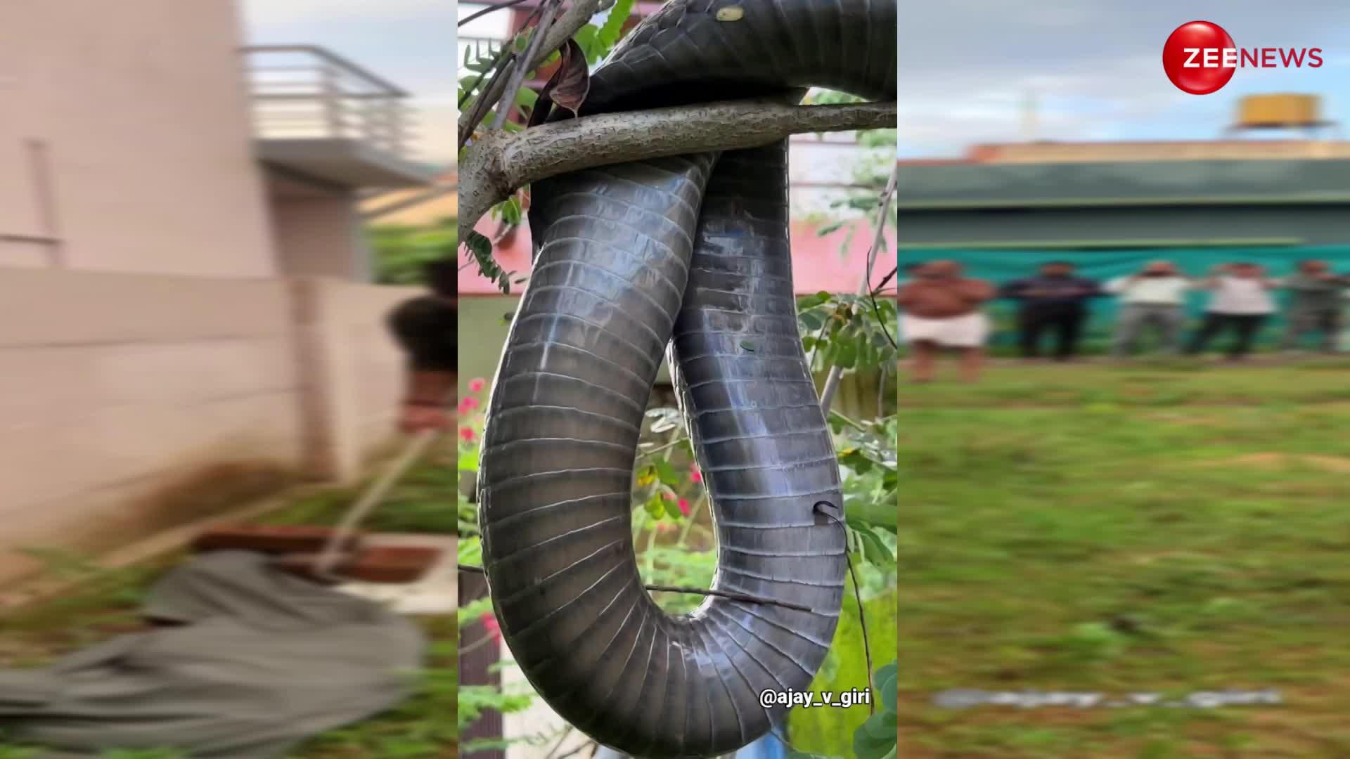 घर के गार्डन में शख्स को दिखा 12 फुट लंबा किंग कोबरा, घरवालों के उड़े होश; कड़ी मशक्कत से हुआ रेस्क्यू