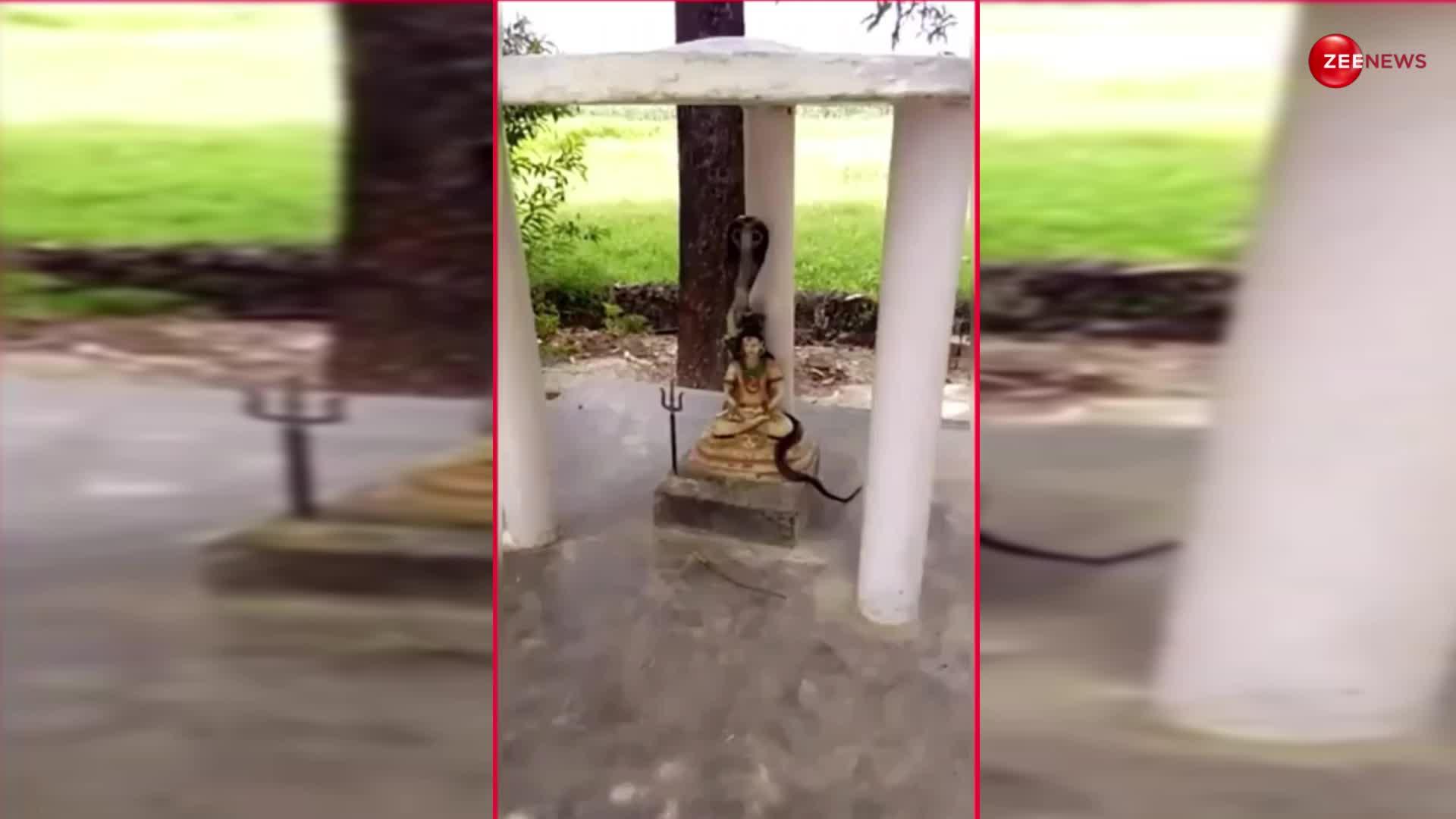 सावन के महीने में शिव जी की मूर्ति के ऊपर लिप्त दिखा किंग कोबरा, वीडियो देख भक्तों ने बना दिया वीडियो